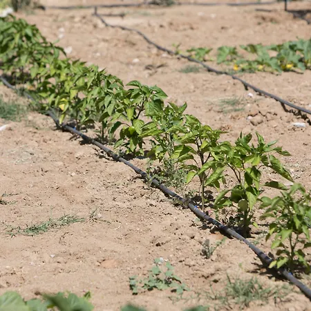 Iliada Agios Prokopios (Naxos)