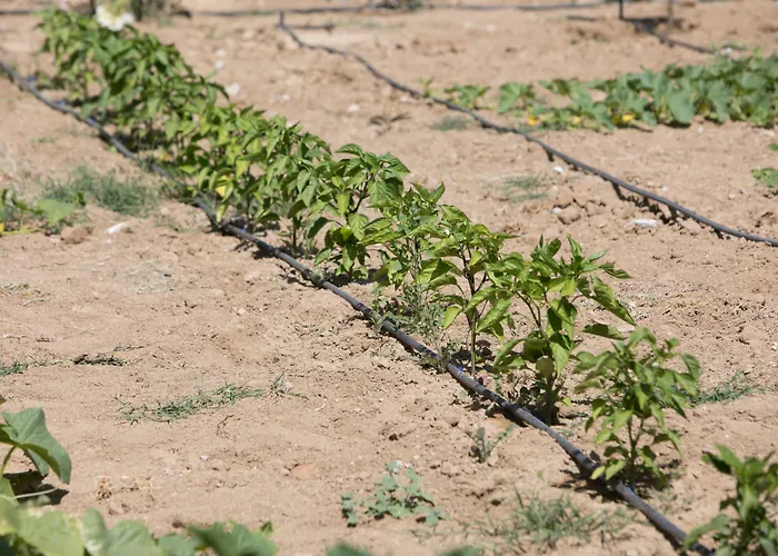 일리아다 아기오스프로코피오스